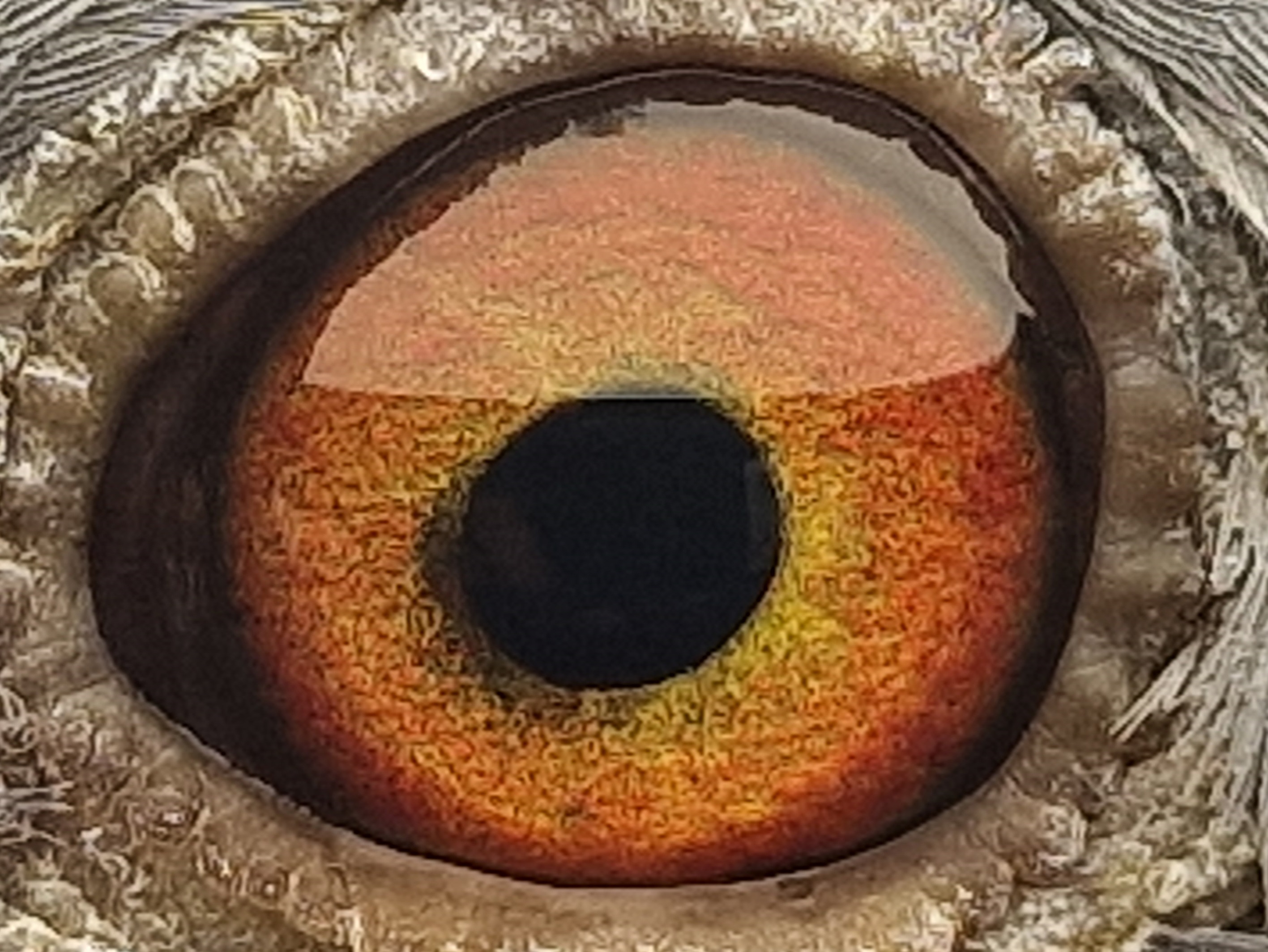 Pigeon eye